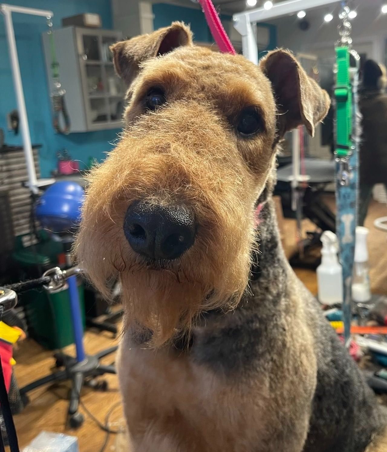 A close-up of an adorable dog with a scruffy beard and expressive eyes, standing in a grooming salon with grooming tools and equipment in the background.